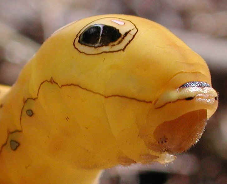 Spicebush Swallowtail Caterpillar (Papilio troilus) - 05a