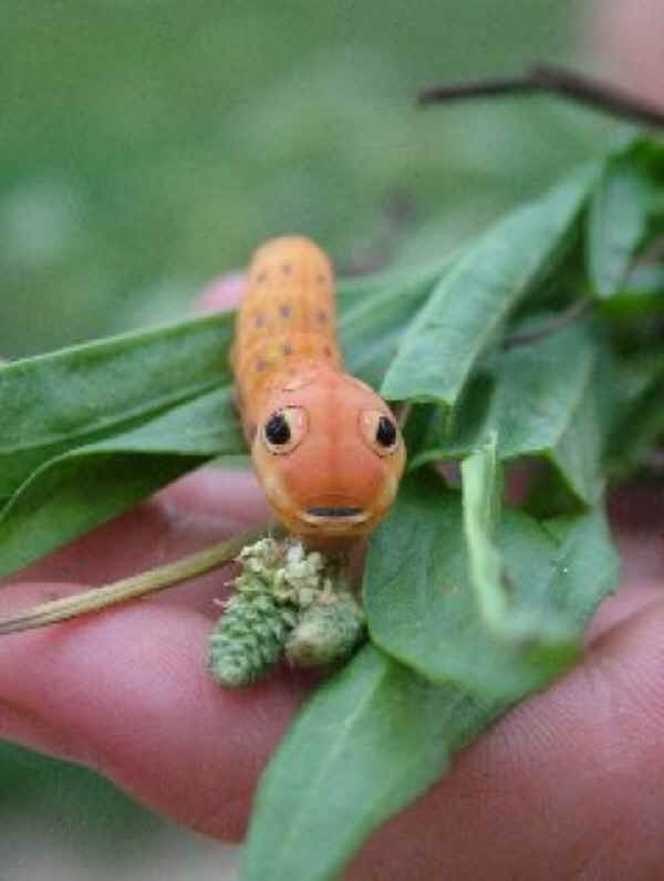 Spicebush Swallowtail Caterpillar (Papilio troilus) - 08