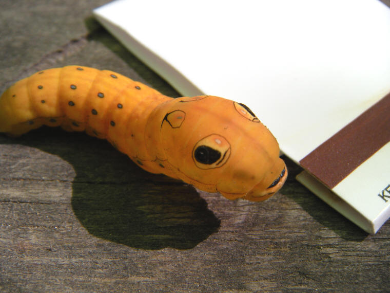 Spicebush Swallowtail Caterpillar (Papilio troilus) - 10