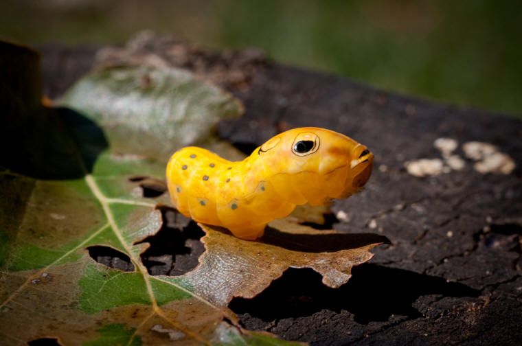 Spicebush Swallowtail Caterpillar (Papilio troilus) - 11