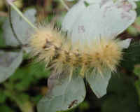 Caterpillar, Yellow Bear