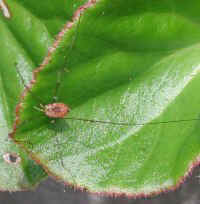 Daddy Long-Legs (Phalangida)