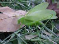 Katydid Grasshoppers (Tettigoniidae) - 02
