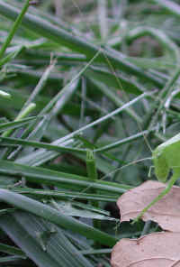 Katydid Grasshoppers (Tettigoniidae) - 03
