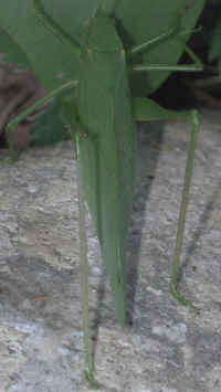 Katydid Grasshoppers (Tettigoniidae) - 05