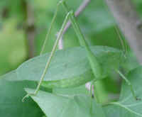 Katydid Grasshoppers (Tettigoniidae) - 06