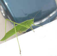 Katydid Grasshoppers (Tettigoniidae) - 09