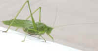 Katydid Grasshoppers (Tettigoniidae) - 10