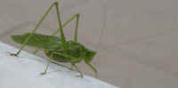 Katydid Grasshoppers (Tettigoniidae) - 11