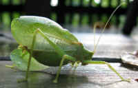 Katydid Grasshoppers (Tettigoniidae) - 13