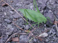 Katydid Grasshoppers (Tettigoniidae) - 14