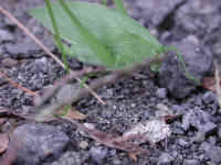 Katydid Grasshoppers (Tettigoniidae) - 15