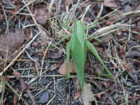 Katydid Grasshoppers (Tettigoniidae) - 16