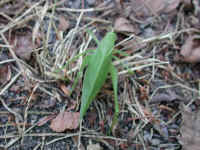 Katydid Grasshoppers (Tettigoniidae) - 17