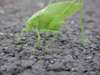 Katydid Grasshoppers (Tettigoniidae) - 21