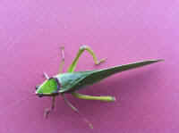 Katydid Grasshoppers (Tettigoniidae) - 23
