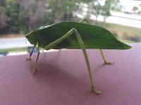 Katydid Grasshoppers (Tettigoniidae) - 25