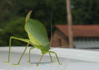 Katydid Grasshoppers (Tettigoniidae) - 26
