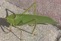 Katydid Grasshoppers (Tettigoniidae) - 27