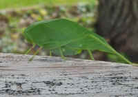 Katydid Grasshoppers (Tettigoniidae) - 28