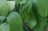 Katydid Grasshoppers (Tettigoniidae) - 29