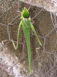 Katydid Grasshoppers (Tettigoniidae) - 30