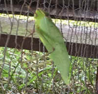 Katydid Grasshoppers (Tettigoniidae) - 31