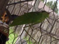 Katydid Grasshoppers (Tettigoniidae) - 32