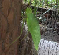 Katydid Grasshoppers (Tettigoniidae) - 33