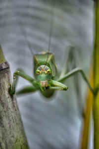 Katydid Grasshoppers (Tettigoniidae) - 34