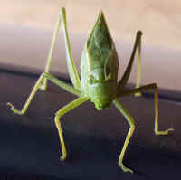 Katydid Grasshoppers (Tettigoniidae) - 36