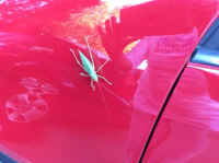 Katydid Grasshoppers (Tettigoniidae) - 37