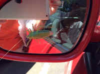 Katydid Grasshoppers (Tettigoniidae) - 39