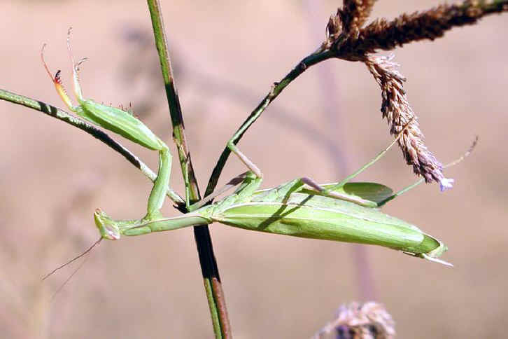 Praying Mantis (Mantis religiosa)