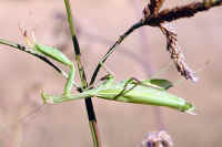Praying Mantis (Mantis religiosa) - 01