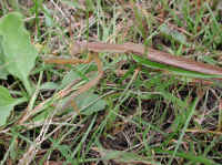Praying Mantis (Mantis religiosa) - 02