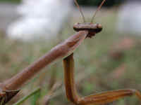 Praying Mantis (Mantis religiosa) - 04