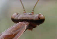 Praying Mantis (Mantis religiosa) - 05