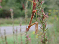 Praying Mantis (Mantis religiosa) - 06