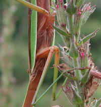 Praying Mantis (Mantis religiosa) - 06b<