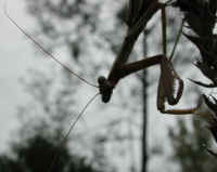 Praying Mantis (Mantis religiosa) - 07