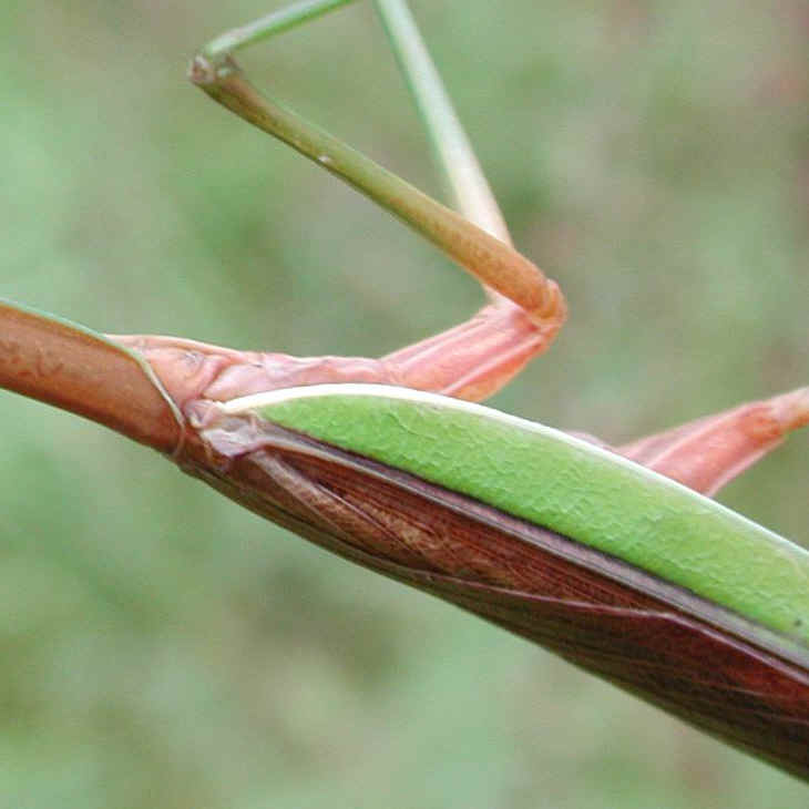 Praying Mantis (Mantis religiosa) - 16a