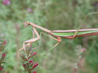 Mantis, Praying