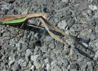Praying Mantis (Mantis religiosa) - 20