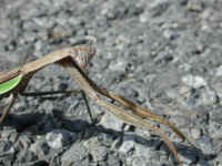 Praying Mantis (Mantis religiosa) - 22