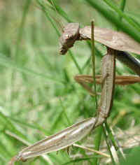 Praying Mantis (Mantis religiosa) - 28