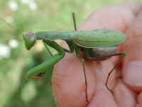 Praying Mantis (Mantis religiosa) - 30