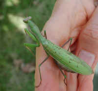 Praying Mantis (Mantis religiosa) - 32