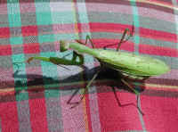 Praying Mantis (Mantis religiosa) - 33