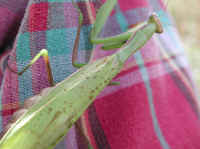 Praying Mantis (Mantis religiosa) - 38